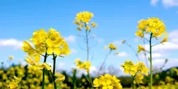 Mustard flowers