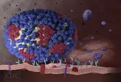 Influenza Virus 