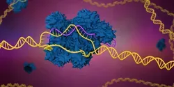 CRISPR