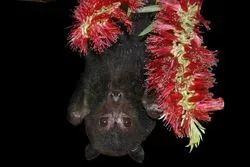 Australian Black Flying Fox