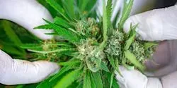 Biotechnology in Cannabis Research