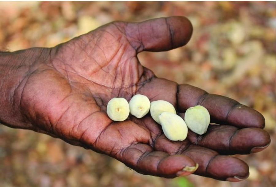 Ancient Plant Foods Discovered in Arnhem Land, Australia Lab Manager
