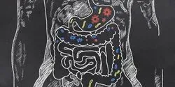 Gut Bacteria Illustration