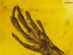 lizard forefoot of the genus Anolis trapped in Amber