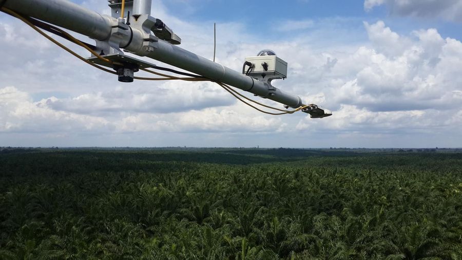 Eco-Friendly Biodiesel from Palm Oil? | Lab Manager