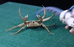 Octopus-Inspired Robot Grabbing a Crab