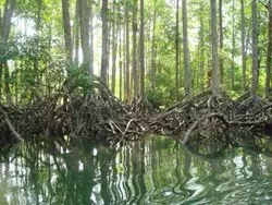 mangrove forest, Myanmar