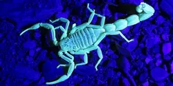 Scorpion under UV light
