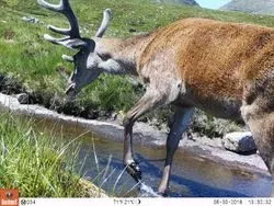Red Deer in Camera Trap