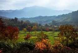 Agroforestry Systems