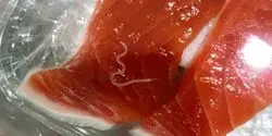Anisakis Worm in Salmon