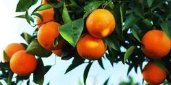 Oranges in an Orchard