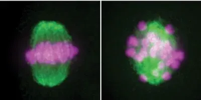 Key Protein for Sperm Formation