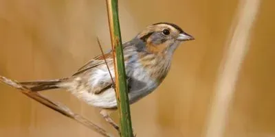 Feathers Provide Insight into Contamination