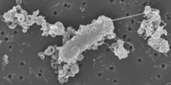 scanning electron microscopy image of biohybrid bacterial microswimmers