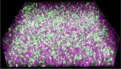 Harnessing the power of electricity-producing bacteria for programmable 'biohybrids'