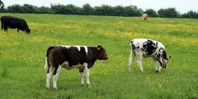 Cows in a pasture