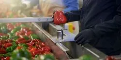Produce on Conveyer Belt