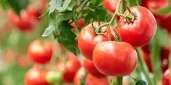 Tomatoes