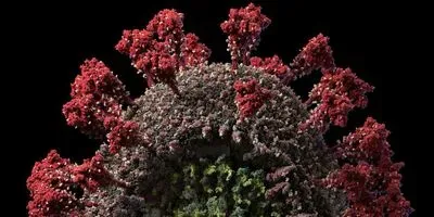 SARS-CoC-2 virus and antibodies