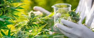 A pair of white-gloved hands with one hand holding a beaker full of marijuana leaves reaches into a marijuana plant to take samples.