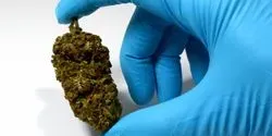 Cannabis Quality Assurance and Quality Control