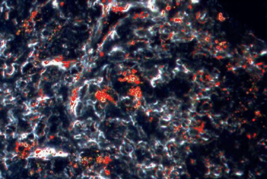 HORIBA Announces New Combined Raman Products with CytoViva, Inc. | Lab ...