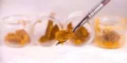 cannabis resin