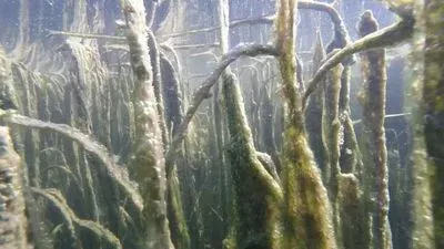 submerged aquatic vegetation