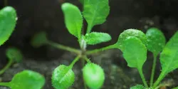 Arabidopsis