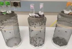 Honeybee Study Cages