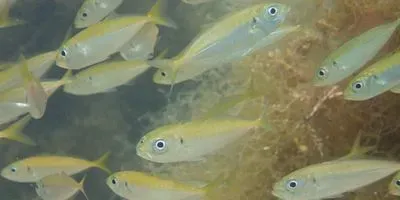 Japanese Jack Mackerel