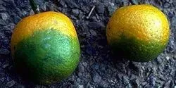 Citrus Greening Disease