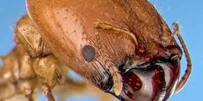 Ant Model
