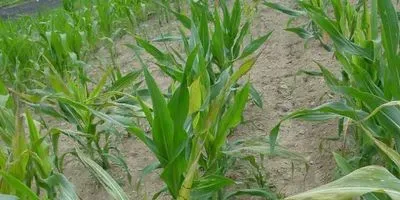 corn field