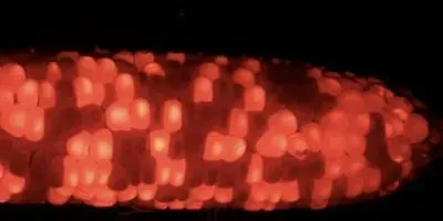 Fluorescent Corn