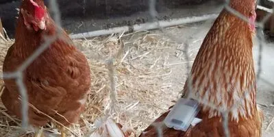 Backpack Sensor on Chicken