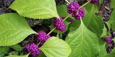 American Beautyberry