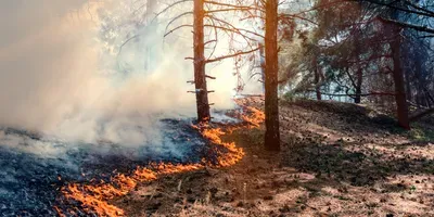 controlled burn