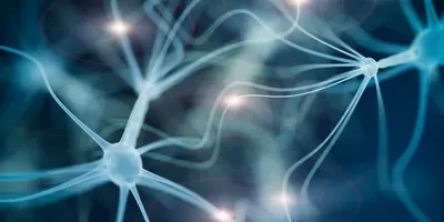 neurons