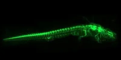 Whole-Body Neuronal Network of a 3-Centimeter-Long Axolotl 