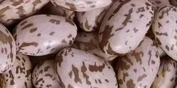 Pinto beans
