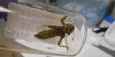 Dragonfly Larva