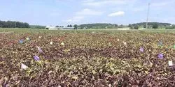 Beet Farm