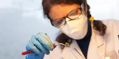 cannabis testing