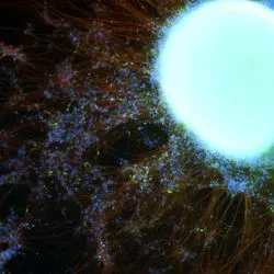 Differentiation of Human iPS and ES Cells