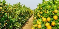 citrus orchard