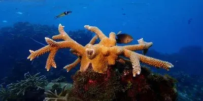 Restored Coral