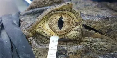 Caiman Tears
