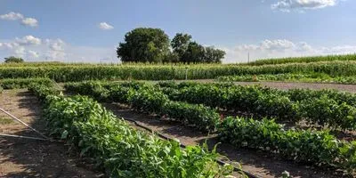 Cowpea field rows